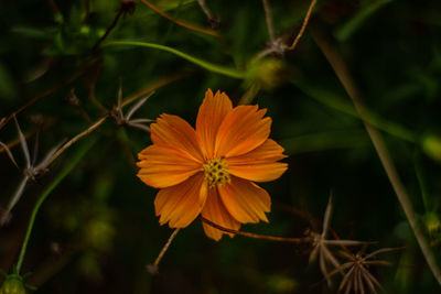 Close-up of orange flowering plant