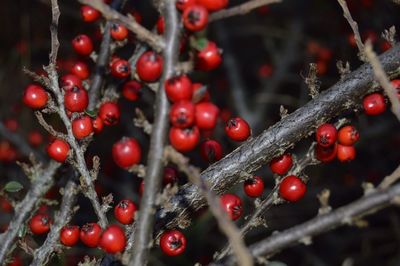 Close-up of red berries