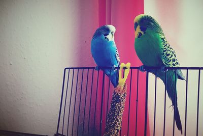 Close-up of parrot perching on metal
