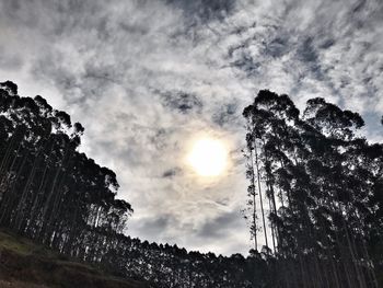 Low angle view of silhouette trees against sky