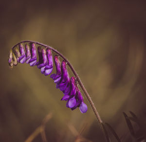 Close-up of purple flowering plant