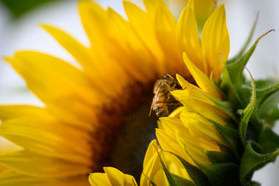 Extreme close-up of bee pollinating on sunflower