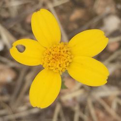 Close-up of yellow flower
