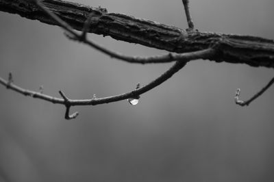 Close-up of lizard on water against sky