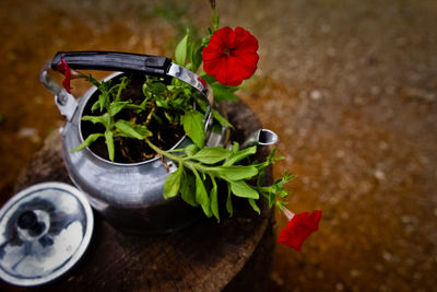 High angle view of plants on table