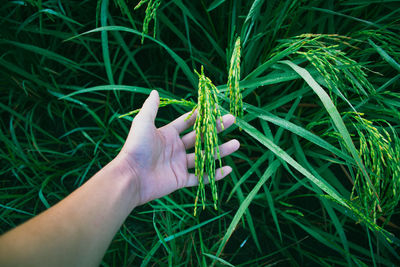 Cropped hand of woman touching plants on field