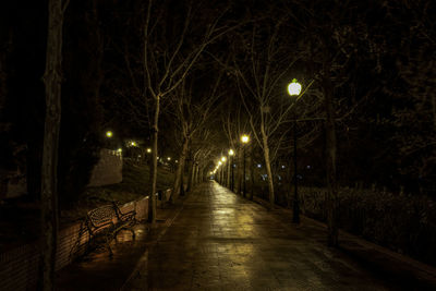 Illuminated bare trees at night