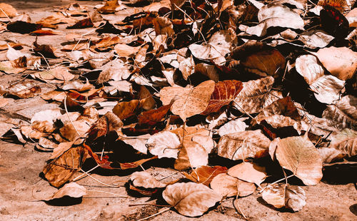 High angle view of dry leaves on field