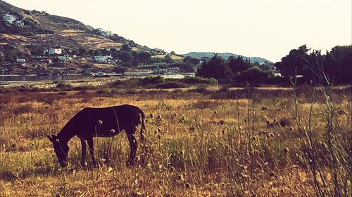 Horse grazing in a field