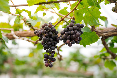 Close-up of grapes growing on tree