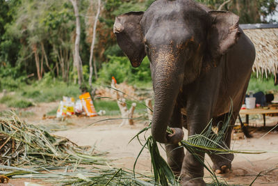 Elephant in a forest