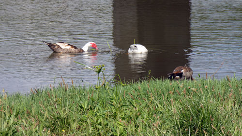 Ducks swimming in lake