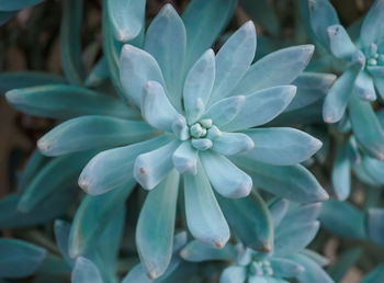 Close-up of flowers blooming outdoors