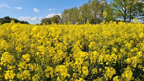 Scenic view of oilseed rape field against sky