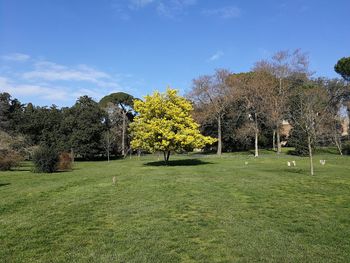 Trees on field against sky