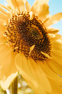 Close-up of sunflower