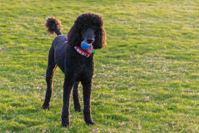 Dogs on grassy field