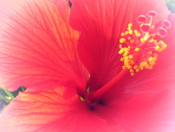 Close-up of pink flower