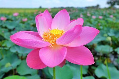 Close-up of pink water lily