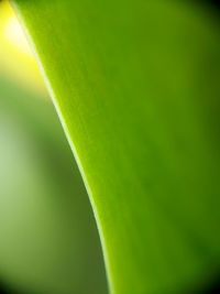 Close-up view of green leaf