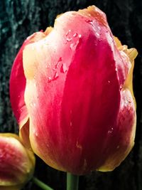 Close-up of water drops on pink flower