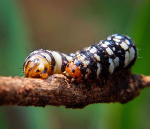 Close-up of ladybug on leaf