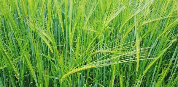 Full frame shot of corn field