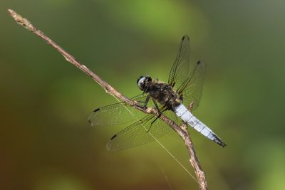 Close-up of dragonfly on twig