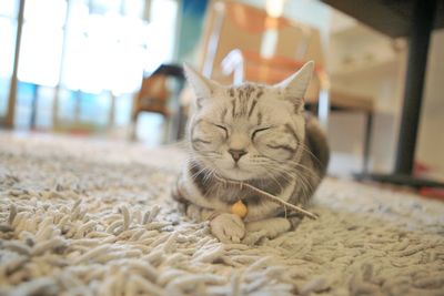 Portrait of cat