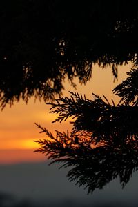 Silhouette tree by lake against sky during sunset