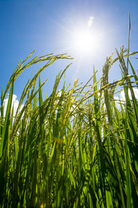 Low angle view of stalks against sky on sunny day