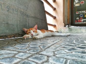 Portrait of cat resting on footpath