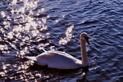 Birds swimming in lake