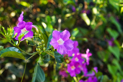 Close-up of pink flowering plant