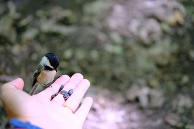 Feeding bird with bird standing on hand