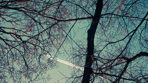 Low angle view of bare tree against sky
