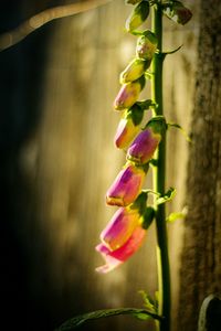 Close-up of flower bud