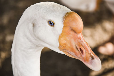 Close-up of swan