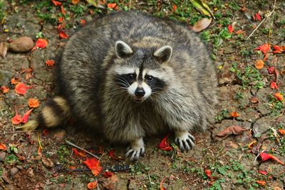 High angle portrait of a raccoon