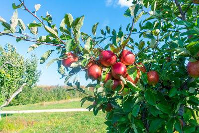 Red berries growing on tree against sky