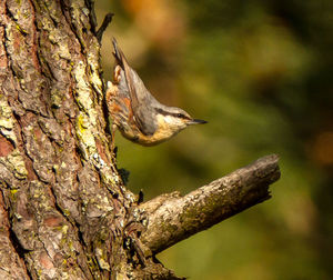 Close-up of bird perching on tree