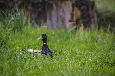 Full length of a bird on grass
