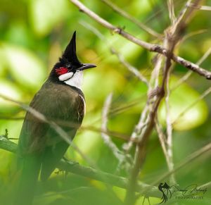 Close-up of bird perching on plant