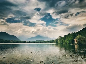 Swans swimming in lake against sky