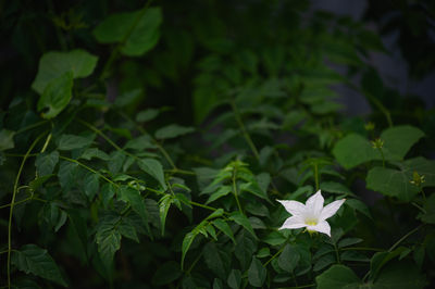 leaf