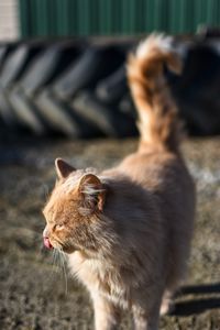 Brown fluffy cats