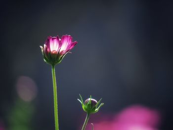 Close-up of pink flower blooming outdoors