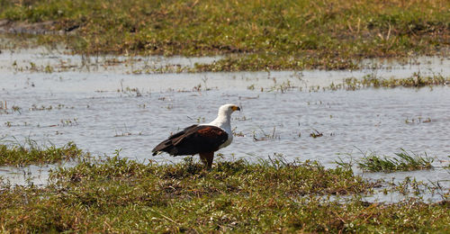Bald eagle at lakeshore