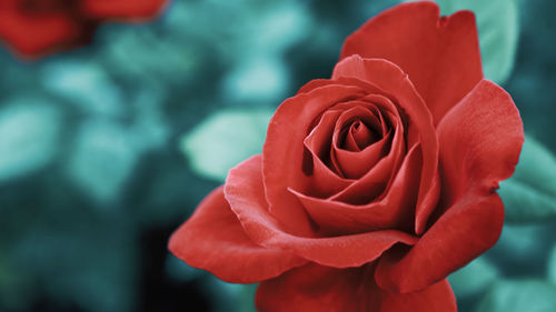 Close-up of red rose