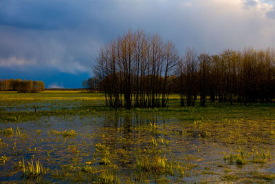 Scenic view of lake in forest against sky